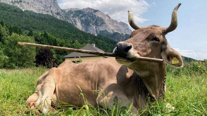 Image may contain Animal Cattle Livestock Mammal Bull Cow Ox and Outdoors